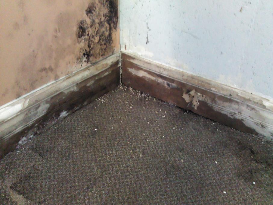 Toxic Black Mold Growth Toxic Black Mold Growth